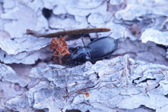Pterostichus aethiops
