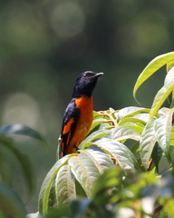 Pericrocotus flammeus