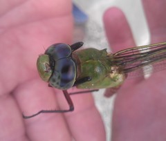 Anax longipes