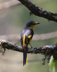 Pericrocotus flammeus