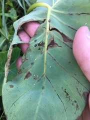 Tarophagus colocasiae