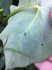 Tarophagus colocasiae