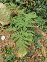 Macrothelypteris