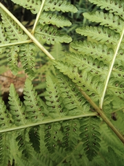 Macrothelypteris
