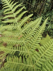 Macrothelypteris