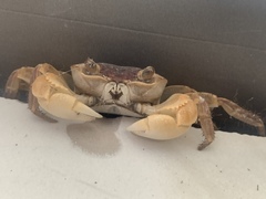 Geograpsus grayi