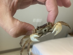 Geograpsus grayi