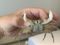 Geograpsus grayi