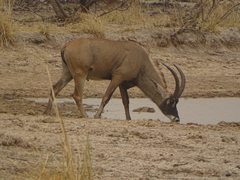 Hippotragus equinus koba