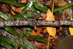 Peniophora aurantiaca