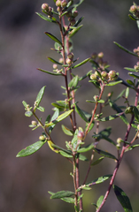 Crocanthemum bicknellii