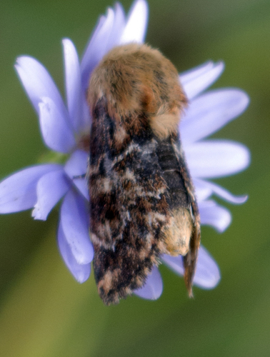Northern Flower Moth photo 2