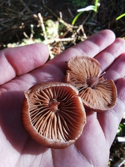 Cortinarius armeniacus