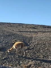 Vicugna