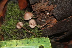 Mycena rubromarginata