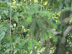 Cunninghamia lanceolata
