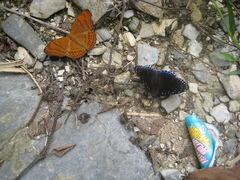 Pseudergolis wedah