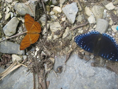 Pseudergolis wedah