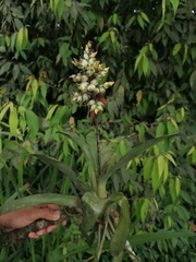 Aechmea angustifolia