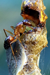 Camponotus