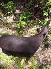 Tapirus