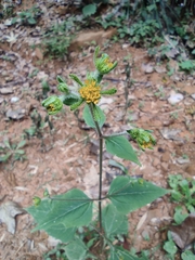 Sigesbeckia pubescens