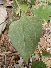 Sigesbeckia pubescens