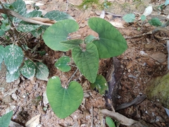 Aristolochia tubiflora