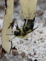 Bombus impatiens image