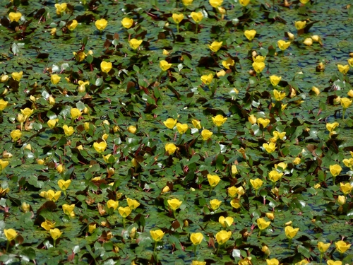 Ludwigia sedioides, photograph 6