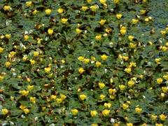 Ludwigia sedioides, photograph Rongrong Angkaew, CC BY, iNaturalist via GBIF
