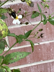 Bombus impatiens image