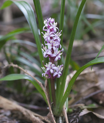 Reineckea carnea