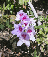 Rhododendron macrosepalum