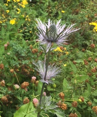 Eryngium alpinum