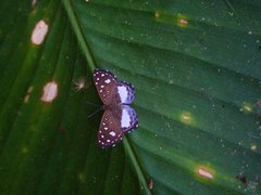 Ithomiola cribralis