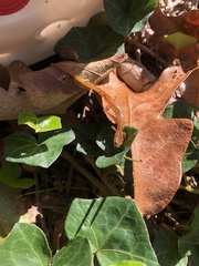 Eurycea chamberlaini