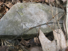 Clitumninae