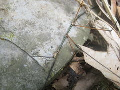 Clitumninae