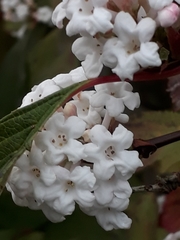 Angiospermae