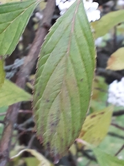 Angiospermae