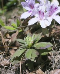 Rhododendron macrosepalum