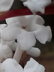 Angiospermae