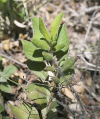 Rhododendron macrosepalum