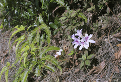 Rhododendron macrosepalum