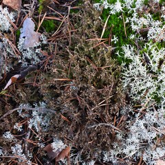 Cetraria ericetorum