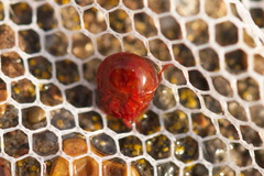 Hydrachna geographica