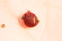 Hydrachna geographica