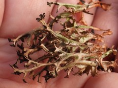 Cetraria ericetorum