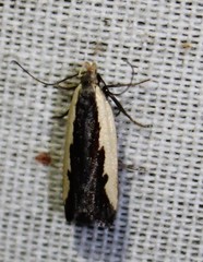 Dichomeris serrativittella